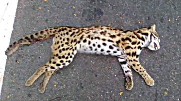 leopard.jpg