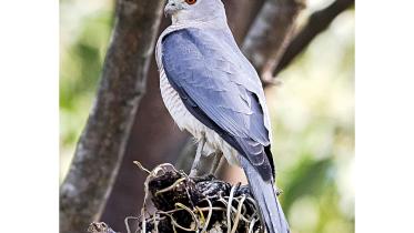 Shikra.jpg