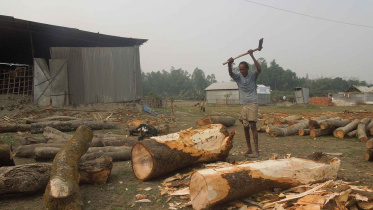 timber.jpg