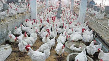 Poultry producers urge govt to fix egg, chicken prices
