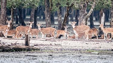Sundarban.jpg