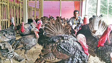 Turkey-farming.jpg
