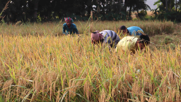 Pirojpur-Sadar.jpg