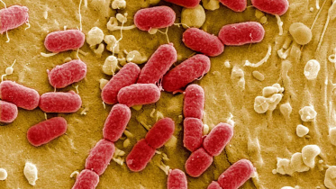 bacteria.PNG