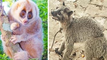 slow loris-cat.jpg