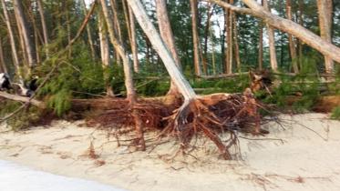 Uprooted_Jhau_trees.jpg