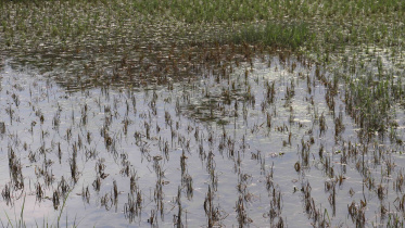 Cyclone-Yaas-Damage-agriculture.jpg