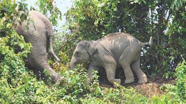 humans-and-animals-conflict.jpg
