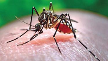 dengue_5.jpg