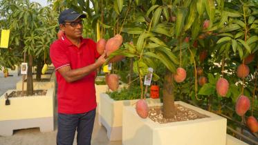 mango-tree.jpg