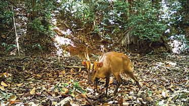 deer.jpg