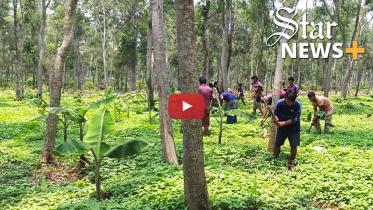 Tangail-Thumbnail-web.jpg