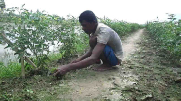 A tomato grower.jpg