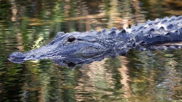alligator.jpg