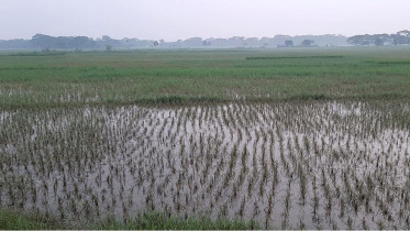 Aman-fields-ruined-Barguna.jpg