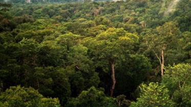 Amazon_Manaus_forest-wb.jpg