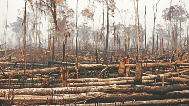 Amazon rainforest.jpg