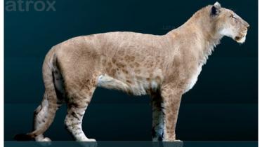 american-cave-lionWB.jpg