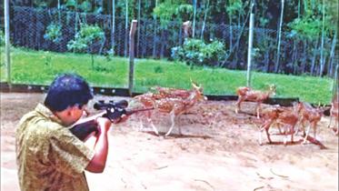 Animal Cruelty Laws