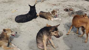 animals 2.jpg