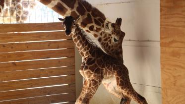 April-giraffeWB.jpg