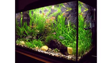 Aquarium--1.jpg
