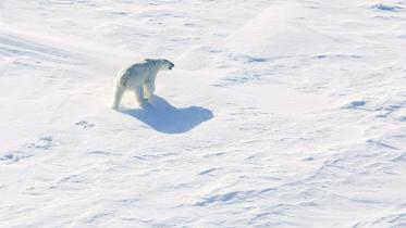 Arctic.jpg