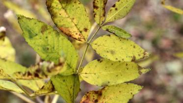 Ash-Tree-Upload-WEB.jpg