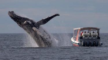 Australia-whaleWB.jpg