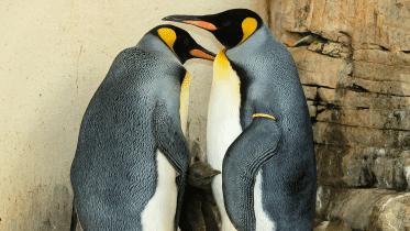 AUSTRIA-ZOO-PENGUIN