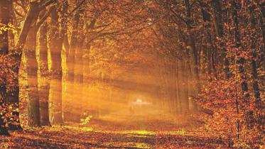 autumn