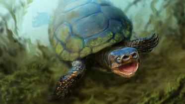 bacon turtle utah