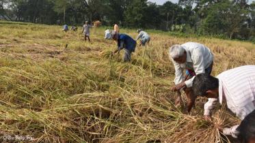 badc_seed_farm_barishal.jpg