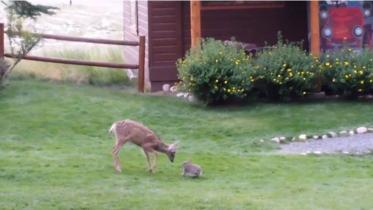 bambi-WEB.jpg