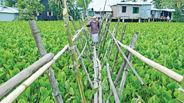 bamboo-bridge.jpg