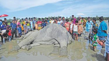 bangabahadur