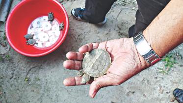 batagur.jpg