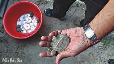 batagur.jpg