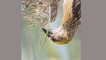 Baya-Weaver.jpg