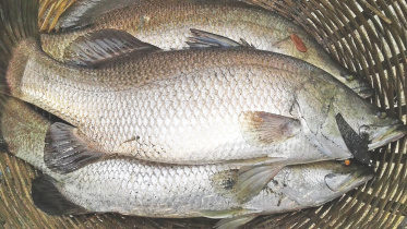 Beach Hatchery.jpg