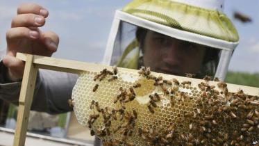 bee-wb.jpg