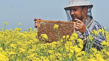 bees earns 1.jpg