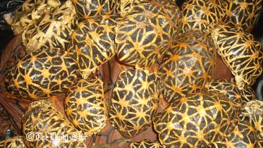 Benapole-Turtles-wb.jpg