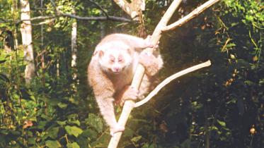 bengal loris.jpg