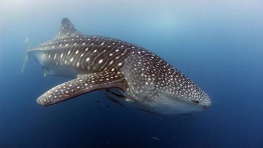 biggest and smallest creatures.jpg