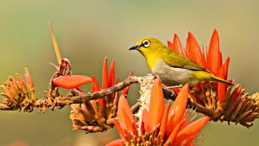Bird