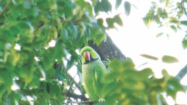 bird.jpg