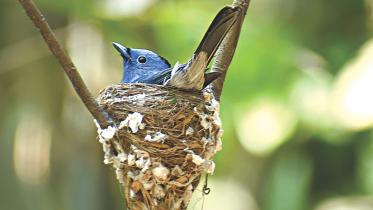Bird.jpg