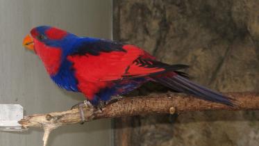 Bird.jpg