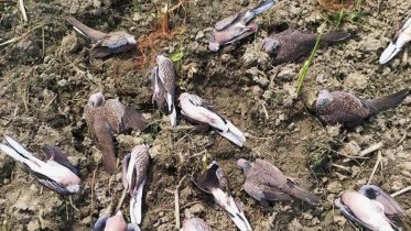 birds.jpg